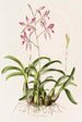 Laelia Autumnalis - James Bateman — visning af kunstværket