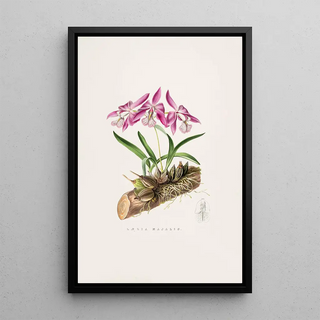 James Bateman - Laelia Majalis.webp