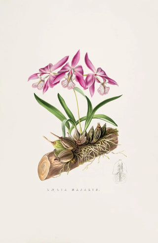 James Bateman - Laelia Majalis.webp