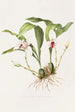 Maxillaria Skinneri - James Bateman — visning af kunstværket
