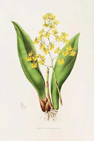 James Bateman - Oncidium Cavendishianum.webp