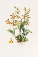 Oncidium Insleayii - James Bateman — visning af kunstværket