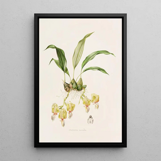 James Bateman - Stanhopea Saccata.webp