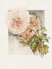 Chrysanthèmes - James Callowhill — visning af kunstværket