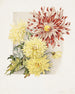 Daisies - James Callowhill — visning af kunstværket