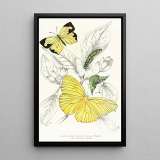 James Duncan - Callidryas Eubule Terias Mexicana.webp