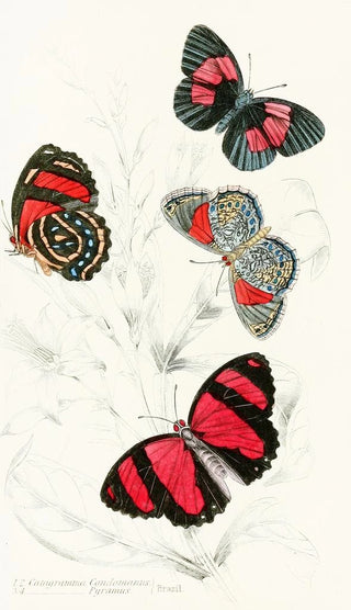 James Duncan - Catagramma Condomanus Catagramma Pyramus.webp