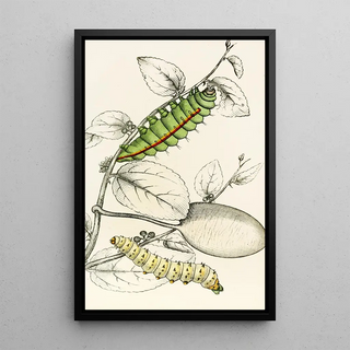 James Duncan - Caterpillar of Saturnia Cynthia Saturnia Mylitta.webp