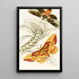 James Duncan - Ceratocampa imperialis Harpyia Banksiae.webp