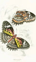 Cethosia Cyane - James Duncan — visning af kunstværket