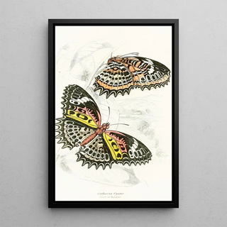 James Duncan - Cethosia Cyane.webp