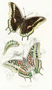 Charaxes Jasius - James Duncan — visning af kunstværket