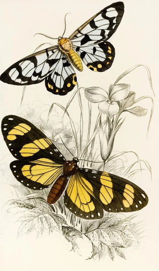 James Duncan - Heleona fenestrata Anthomyza Tiresia.webp