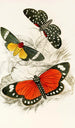 Hypercampa Sybaris Callimorpha Helcita Callimorpha Phileta - James Duncan — visning af kunstværket