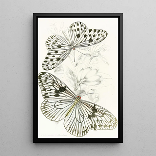 James Duncan - Idea AgeliaIdea Daos.webp