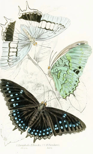 James Duncan - Nymphalis EthioclesNymphalis Tiridates.webp