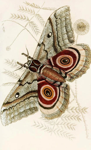 James Duncan - Saturnia Isis.webp