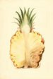 Ananas comosus, ananas - James Marion Shull — visning af kunstværket