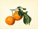 Citrus aurantium acide x 23 - James Marion Shull — visning af kunstværket