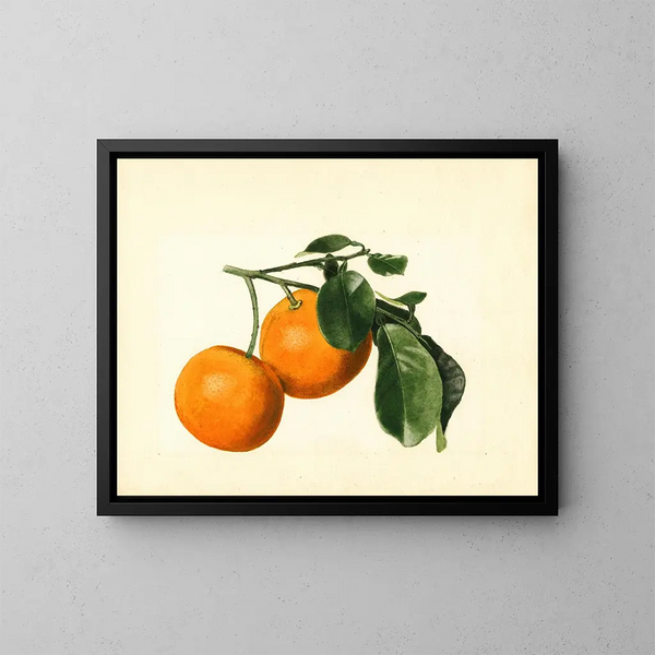 Citrus aurantium acide x 23 - James Marion Shull — indrammet kunstværk på væggen