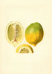 Citrus limon - James Marion Shull — visning af kunstværket