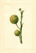 Citrus paradisi - James Marion Shull — visning af kunstværket