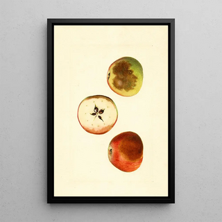 James Marion Shull - Malus domestica Ben Davis.webp