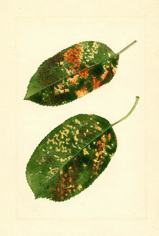 James Marion Shull - Malus domestica Gravenstein.webp