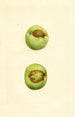 Malus domestica Grimes - James Marion Shull — visning af kunstværket