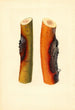 Malus domestica Jonathan - James Marion Shull — visning af kunstværket