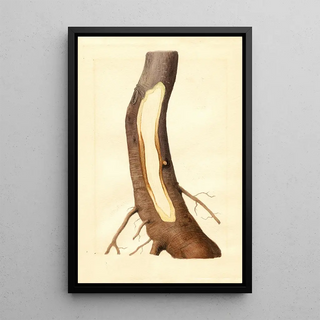 James Marion Shull - Malus domestica Maiden Blush.webp