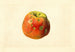 Malus domestica Smith Cider - James Marion Shull — visning af kunstværket