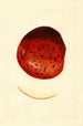 Malus domestica Spitzenberg - James Marion Shull — visning af kunstværket