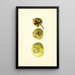 Malus domestica Yellow Transparent - James Marion Shull — indrammet kunstværk på væggen
