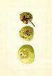 Malus domestica Yellow Transparent - James Marion Shull — visning af kunstværket