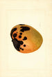 Mangifera indica - James Marion Shull — visning af kunstværket