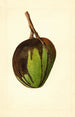 Mangifera indica Bennett - James Marion Shull — visning af kunstværket