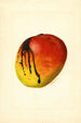 Mangifera indica Mulgoba - James Marion Shull — visning af kunstværket