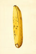 Musa - James Marion Shull — visning af kunstværket