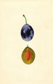 Prunus domestica Stanley - James Marion Shull — visning af kunstværket