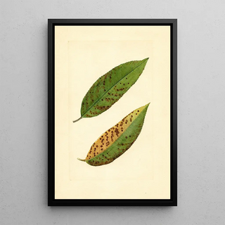 James Marion Shull - Prunus persica Triumph.webp