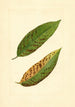 Prunus persica Triumph - James Marion Shull — visning af kunstværket