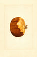 Punica granatum - James Marion Shull — visning af kunstværket