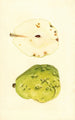 Pyrus communis Anjou - James Marion Shull — visning af kunstværket