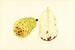 Pyrus communis Bartlett - James Marion Shull — visning af kunstværket