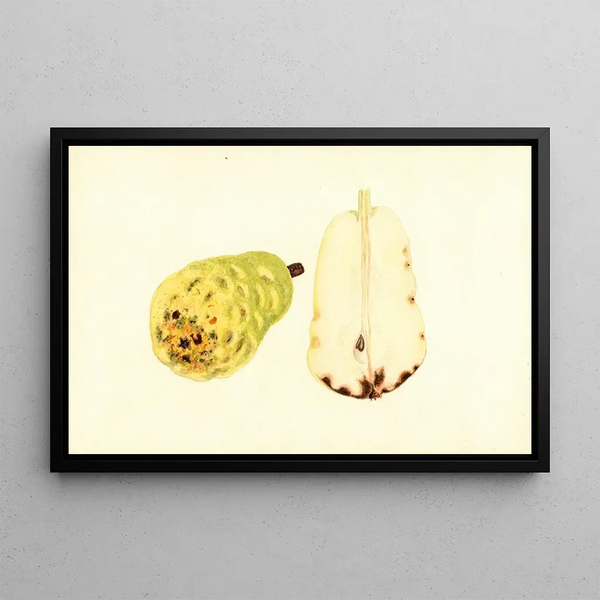 James Marion Shull - Pyrus communis Bartlett.webp