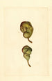 Pyrus communis Seckel - James Marion Shull — visning af kunstværket