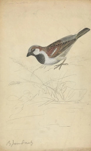 James Sowerby - A House Sparrow.webp