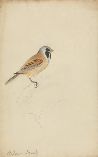 James Sowerby - Bearded Titmouse.webp