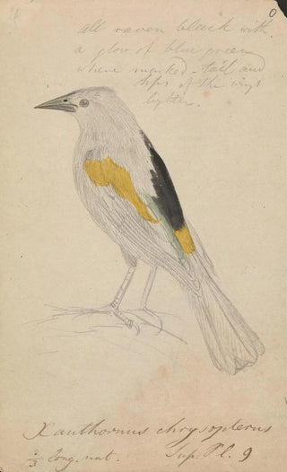 James Sowerby - Goldenwinged Cacique.webp